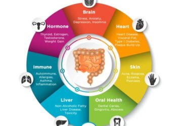 Gut Brain Axis Simplified Explained How It Affects Ou - vrogue.co