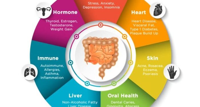 Gut Brain Axis Simplified Explained How It Affects Ou - vrogue.co